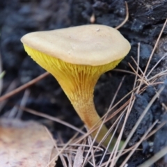 zz agaric (stem; gills not white/cream) at Moruya, NSW - 15 Apr 2022 by LisaH