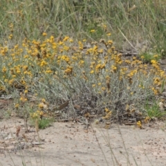 Chrysocephalum apiculatum (Common Everlasting) at Tennent, ACT - 25 Dec 2021 by michaelb