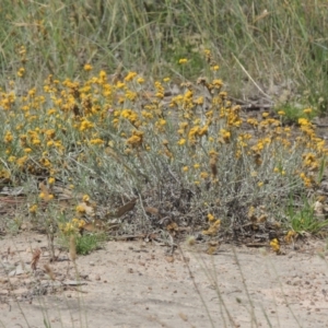 Chrysocephalum apiculatum at Tennent, ACT - 26 Dec 2021