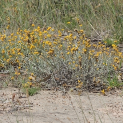 Chrysocephalum apiculatum (Common Everlasting) at Tennent, ACT - 26 Dec 2021 by MichaelBedingfield