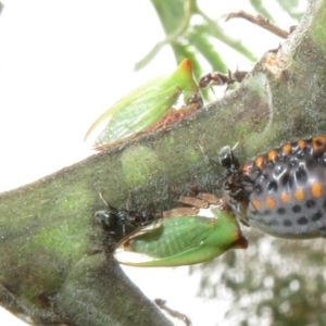 Sextius virescens at Coree, ACT - 5 Feb 2022