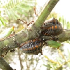 Sextius virescens at Coree, ACT - 5 Feb 2022