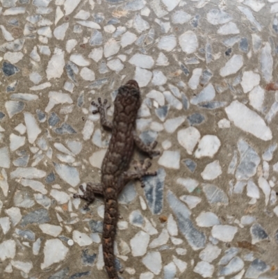 Christinus marmoratus (Southern Marbled Gecko) at Mawson, ACT - 9 Apr 2022 by KateU