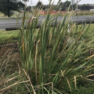 Typha orientalis at Nimmitabel, NSW - 9 Apr 2022 10:01 AM