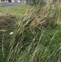 Typha orientalis at Nimmitabel, NSW - 9 Apr 2022 10:01 AM