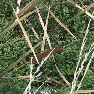 Typha orientalis at Nimmitabel, NSW - 9 Apr 2022 10:01 AM