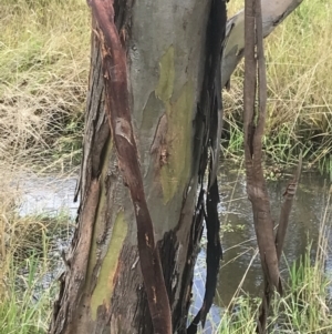 Eucalyptus stellulata at Nimmitabel, NSW - 9 Apr 2022 10:00 AM