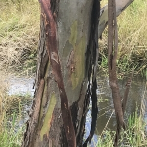Eucalyptus stellulata at Nimmitabel, NSW - 9 Apr 2022