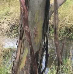 Eucalyptus stellulata (Black Sally) at Nimmitabel, NSW - 9 Apr 2022 by Tapirlord