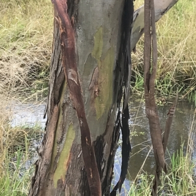Eucalyptus stellulata (Black Sally) at Nimmitabel, NSW - 9 Apr 2022 by Tapirlord