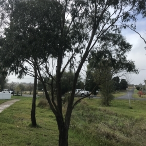 Eucalyptus stellulata at Nimmitabel, NSW - 9 Apr 2022 10:00 AM