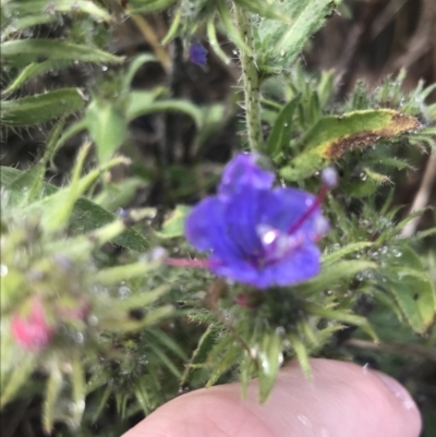 Echium vulgare (Vipers Bugloss) at Nimmitabel, NSW - 8 Apr 2022 by Tapirlord