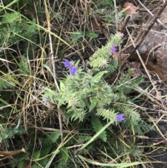 Echium vulgare at Nimmitabel, NSW - 9 Apr 2022 09:52 AM