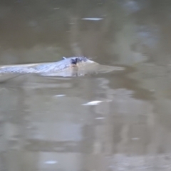 Hydromys chrysogaster (Rakali or Water Rat) at Berrima River Reserve - 13 Apr 2022 by GlossyGal