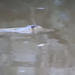 Hydromys chrysogaster (Rakali or Water Rat) at Berrima - 13 Apr 2022 by GlossyGal