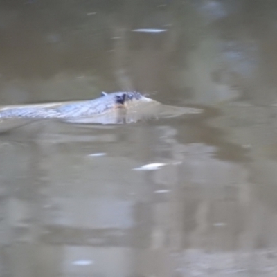 Hydromys chrysogaster (Rakali or Water Rat) at Wingecarribee Local Government Area - 13 Apr 2022 by GlossyGal