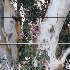 Eolophus roseicapilla (Galah) at Cootamundra, NSW - 15 Apr 2022 by AaronClausen