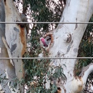 Eolophus roseicapilla at Cootamundra, NSW - 15 Apr 2022