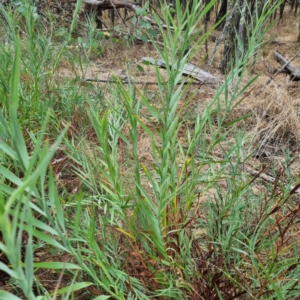 Stypandra glauca at Cootamundra, NSW - 15 Apr 2022 11:21 AM