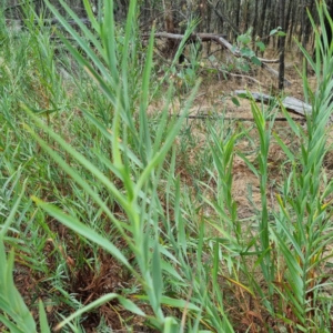 Stypandra glauca at Cootamundra, NSW - 15 Apr 2022