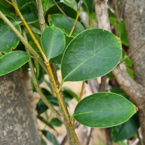 Ligustrum lucidum at Cootamundra, NSW - 15 Apr 2022 10:53 AM