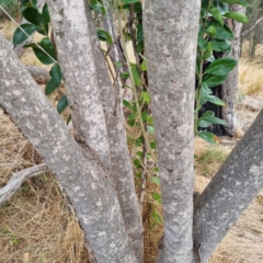 Ligustrum lucidum at Cootamundra, NSW - 15 Apr 2022 10:53 AM