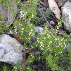 Monotoca scoparia (Broom Heath) at Bombay, NSW - 15 Apr 2022 by Liam.m