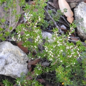 Monotoca scoparia at Bombay, NSW - 15 Apr 2022