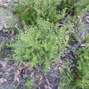 Boronia algida at Bombay, NSW - 15 Apr 2022