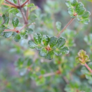 Boronia algida at Bombay, NSW - 15 Apr 2022