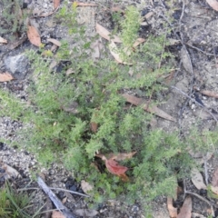 Bursaria spinosa (Native Blackthorn, Sweet Bursaria) at Bombay, NSW - 15 Apr 2022 by Liam.m