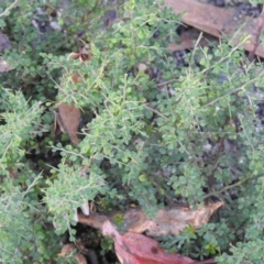 Bursaria spinosa at Bombay, NSW - 15 Apr 2022