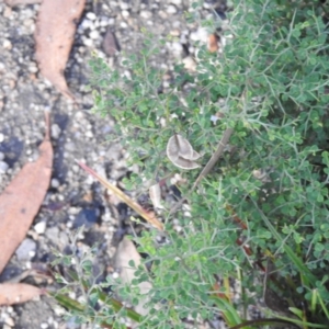 Bursaria spinosa at Bombay, NSW - 15 Apr 2022