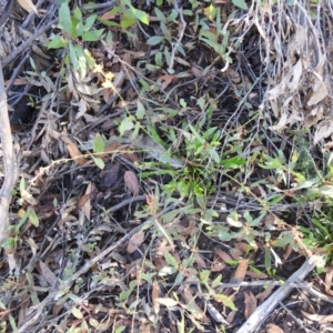 Goodenia bellidifolia at Bombay, NSW - suppressed