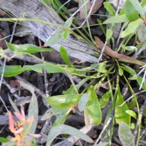Goodenia bellidifolia at Bombay, NSW - 15 Apr 2022