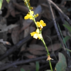 Goodenia bellidifolia at Bombay, NSW - 15 Apr 2022