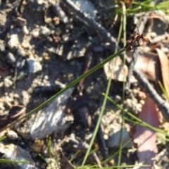 Corunastylis sp. (A Midge Orchid) at Bombay, NSW - 15 Apr 2022 by Liam.m