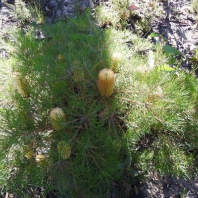 Banksia spinulosa (Hairpin Banksia) at Bombay, NSW - 15 Apr 2022 by Liam.m