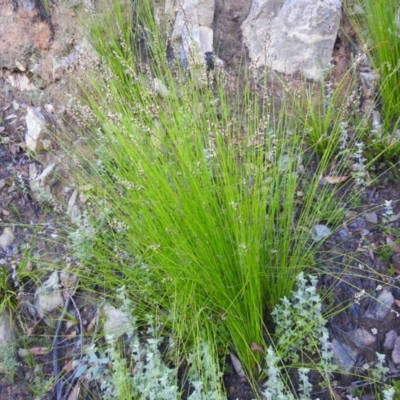 Lepidosperma urophorum (Tailed Rapier-sedge) at Bombay, NSW - 15 Apr 2022 by Liam.m