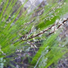 Lepidosperma urophorum at Bombay, NSW - suppressed