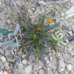 Coronidium oxylepis subsp. lanatum (Woolly Pointed Everlasting) at Palerang, NSW - 15 Apr 2022 by Liam.m