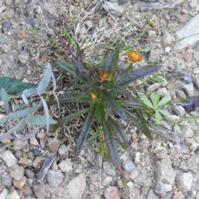 Coronidium oxylepis subsp. lanatum (Woolly Pointed Everlasting) at Palerang, NSW - 15 Apr 2022 by Liam.m