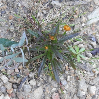 Coronidium oxylepis subsp. lanatum (Woolly Pointed Everlasting) at Palerang, NSW - 14 Apr 2022 by Liam.m