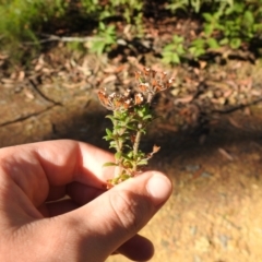 Pomax umbellata (A Pomax) at Palerang, NSW - 15 Apr 2022 by Liam.m