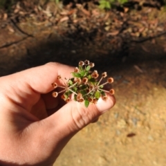 Pomax umbellata at Palerang, NSW - suppressed