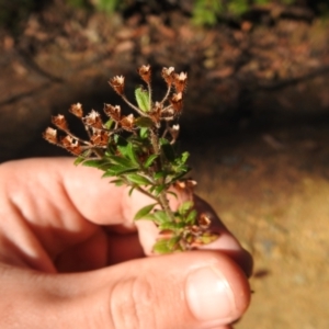 Pomax umbellata at Palerang, NSW - suppressed