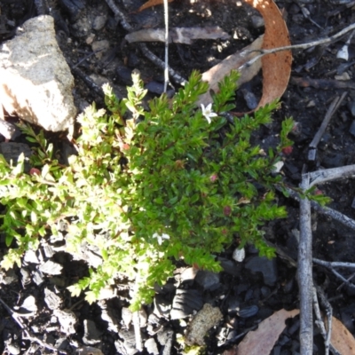 Rhytidosporum procumbens (White Marianth) at QPRC LGA - 14 Apr 2022 by Liam.m