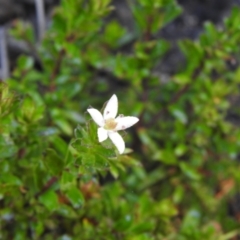 Rhytidosporum procumbens at Palerang, NSW - 15 Apr 2022