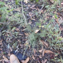 Leptospermum sp. (Tea Tree) at Palerang, NSW - 15 Apr 2022 by Liam.m