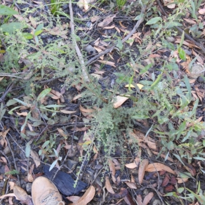 Leptospermum (genus) (Tea Tree) at Palerang, NSW - 15 Apr 2022 by Liam.m